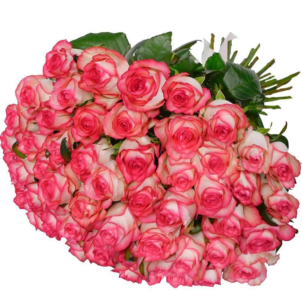 51 roses Jumilia